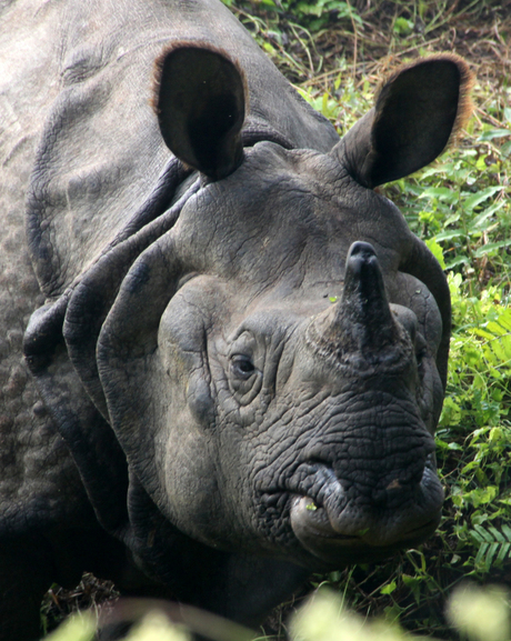 Neushoorn op 5 meter afstand Chitwan National Park Nepal.jpg