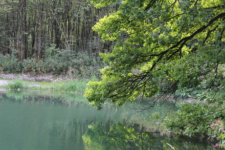 Oak tree near water