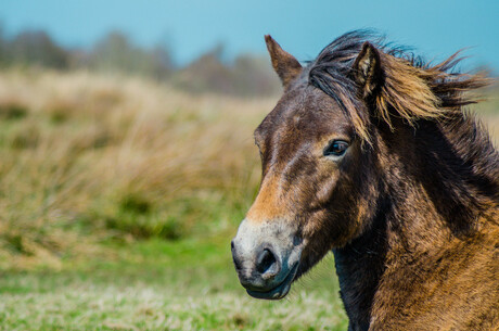 Wild paard