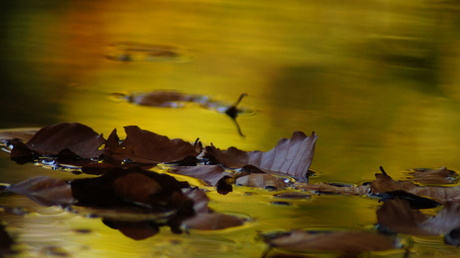 Autumn reflection