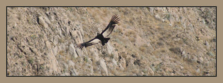 Condor