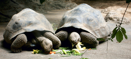 Twee Schildpadden