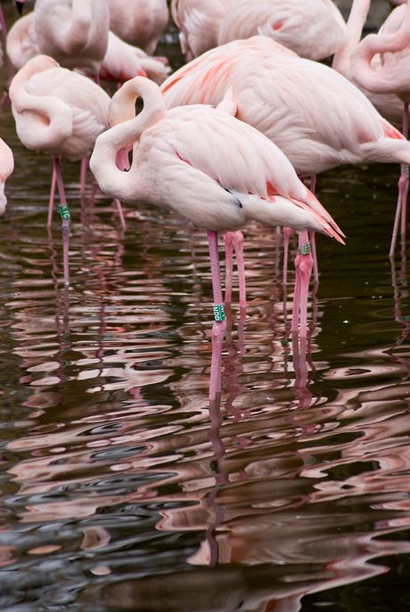 pink flamingo's