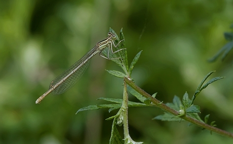 Blauwe Breedscheenjuffer (vrouwtje)