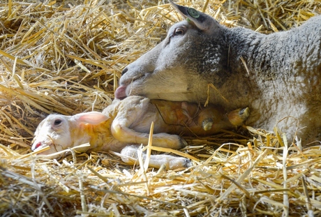 pasgeboren lammetje