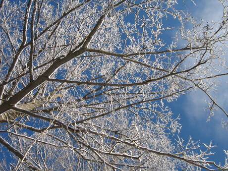 Besneeuwde boom