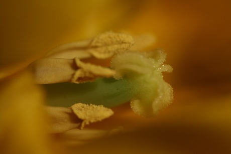 Gele tulp