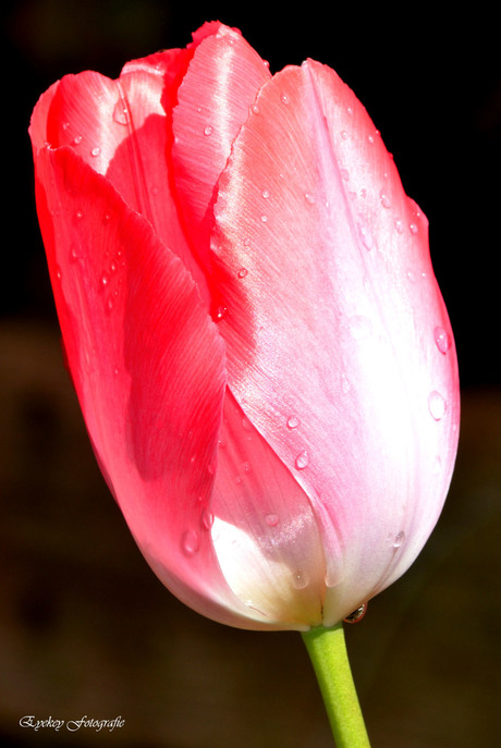 Tulp