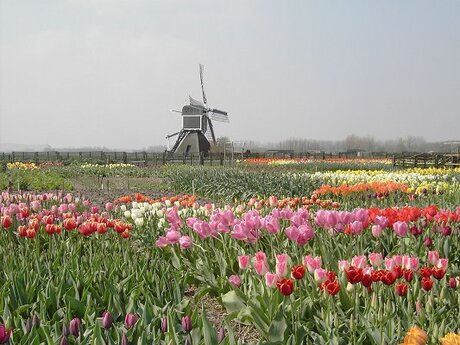Voorhout tulpenveld