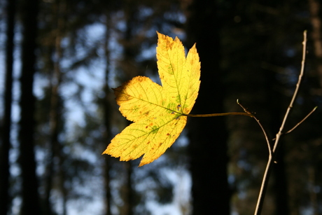 Herfstblad