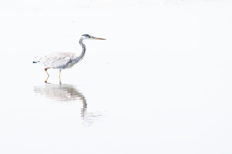 Reiger in het wit