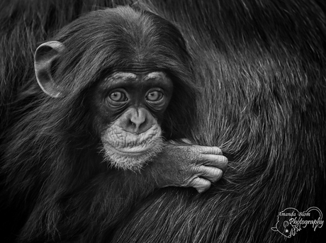 Baby Chimp Kibibi portrait