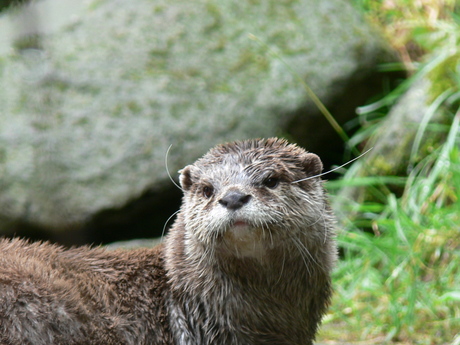 Otter