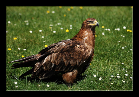 Buizerd