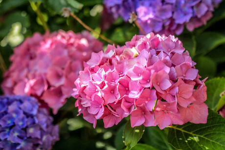 colourfull pink hortentia