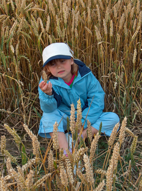 Kind in graanveld