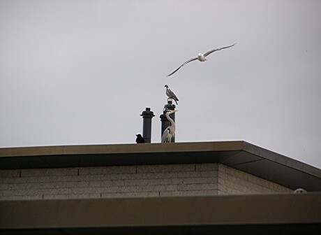 EN TOEN KWAM ER DE DUIF NOG BIJ.....