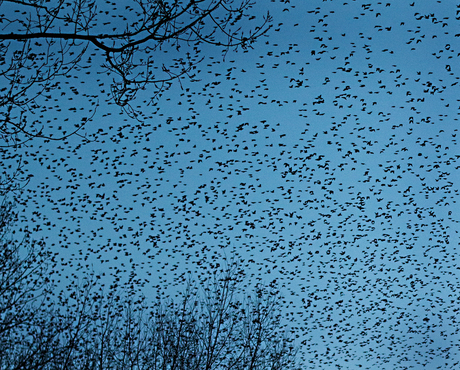 Birds
