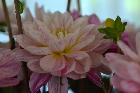 Tweede Dahlia