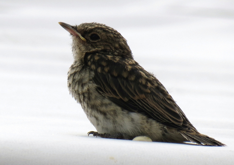 Vogeltje