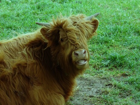 Schotse Hooglander koe