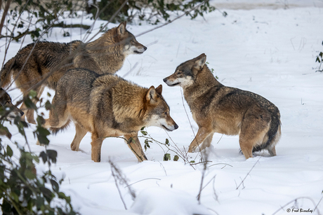 wolven in de sneeuw