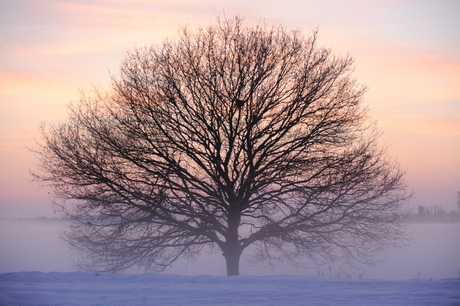 Winter tree