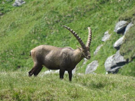 Steenbok Grossglockner Oostenrijk