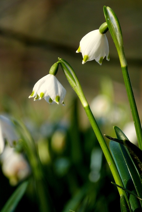 Belletjes