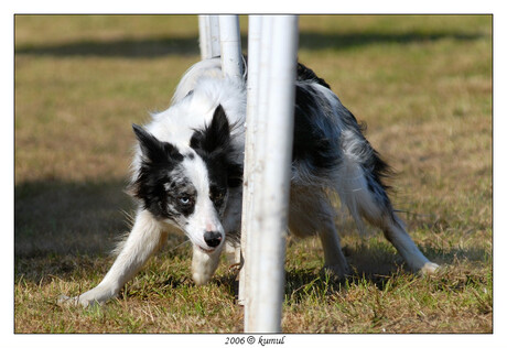 Djill agility