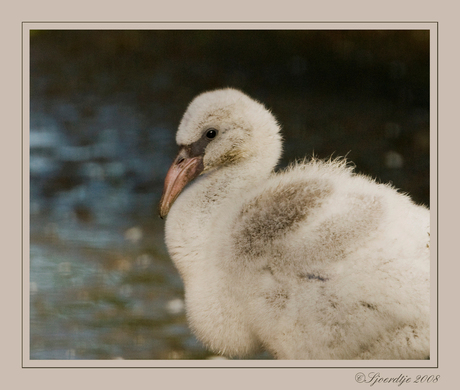 Baby Flamingo