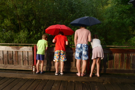 Zon en regen tegelijk