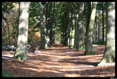 Bomen Laan