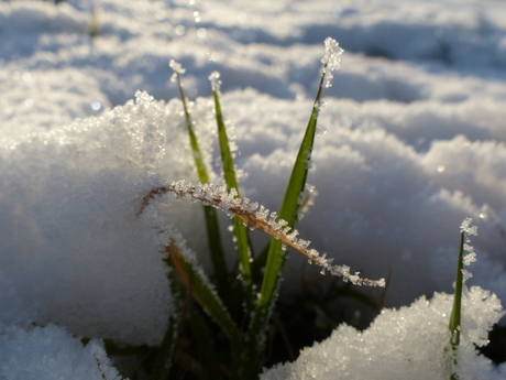 Gras komt weer boven de sneeuw.