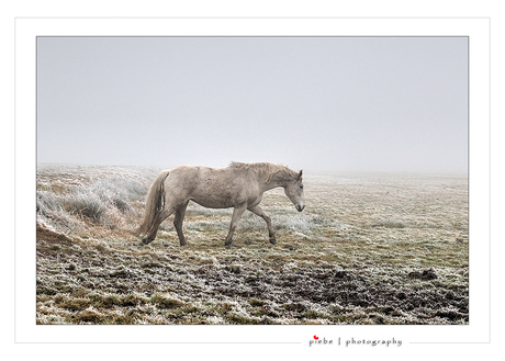 Schimmel in de mist