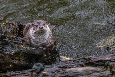 Otter in de regen