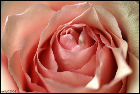 Pink rose