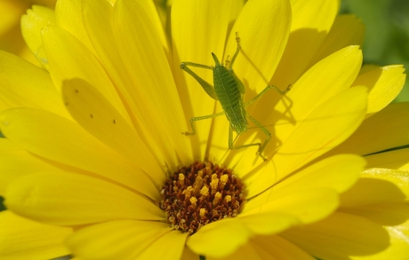 Insect op bloem