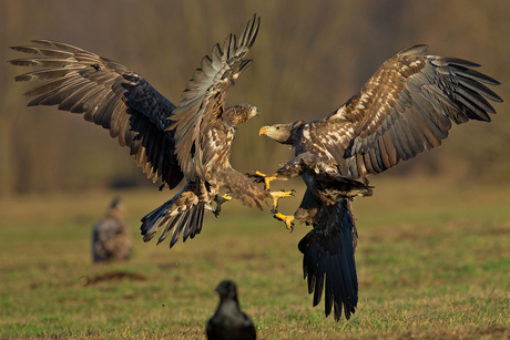 eagle fight