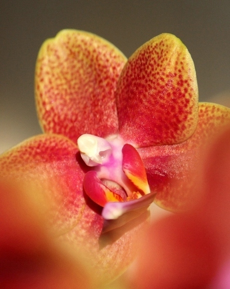 orchidee 2
