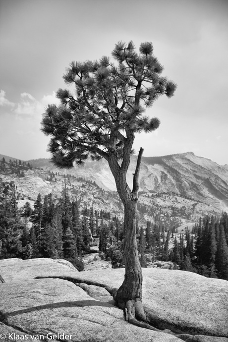 Eenzame boom in Yosemite National Park