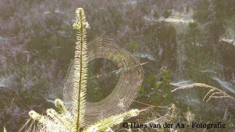 Ochtendgloren door een spinnenweb