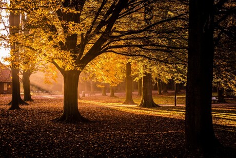 Zonsopgang Stadspark Turnhout