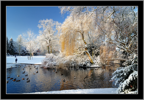 Winter in het Wilhelminapark