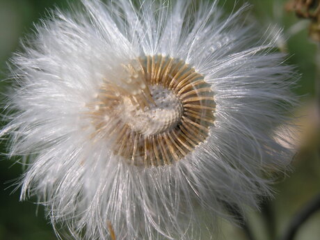 Paardenbloem