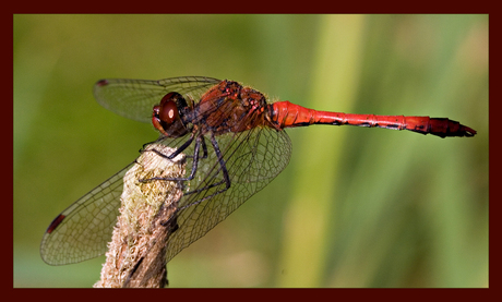 Red dragon fly