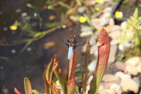 blauwe libelle