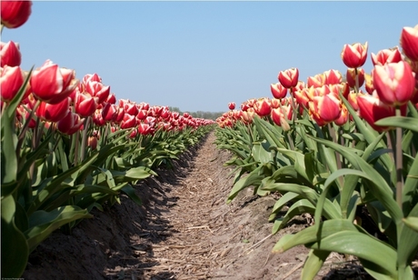 Tulpen "van voor tot achter"