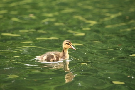 Jonge gans