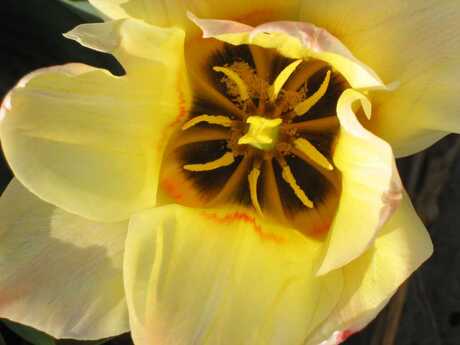 tulp